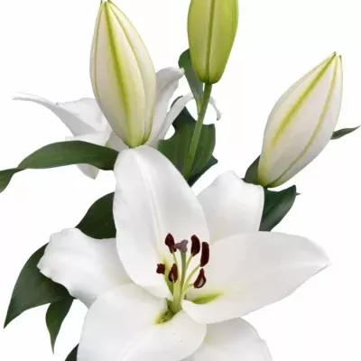 Lilie OT GENZANO 95cm/5+