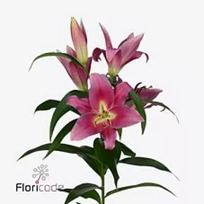 Lilie OT GUARDIA 100cm/5+