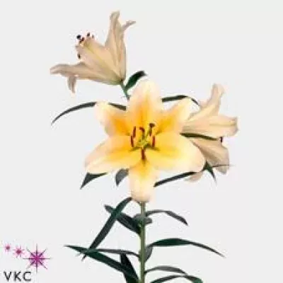 Lilie OT MANISSA 105cm/5+