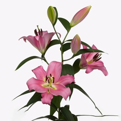 Lilie OT MEGNUM 105 cm / 7+