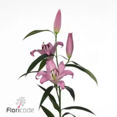 Lilie OT MISSONI 70cm/5+