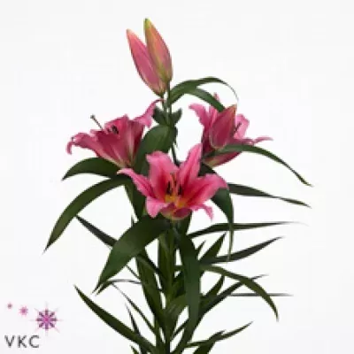 Lilie OT MUSCAT 70cm/4+