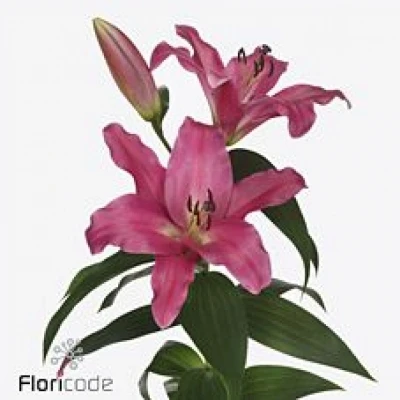 Lilie OT NOTTING HILL 95 cm / 2+