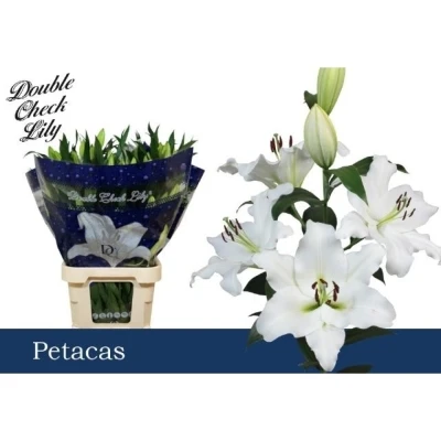 Lilie OT PETACAS