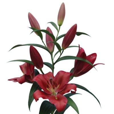 Lilie OT RED DESIRE 100 cm / 5+