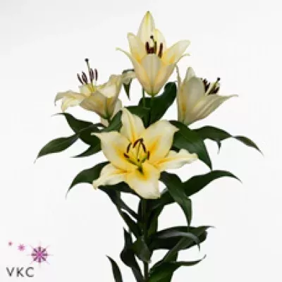 Lilie OT SANTINI 100cm/4+