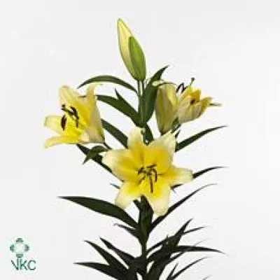 Lilie OT SERANO 120cm/4+