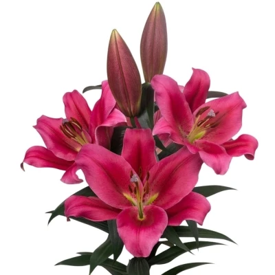 Lilie OT STRONG LOVE 100 cm / 5+