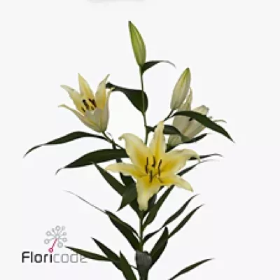 Lilie OT TOLLO 150cm/5+