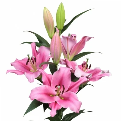 Lilie OT TROCADERO 100 cm / 5+ 