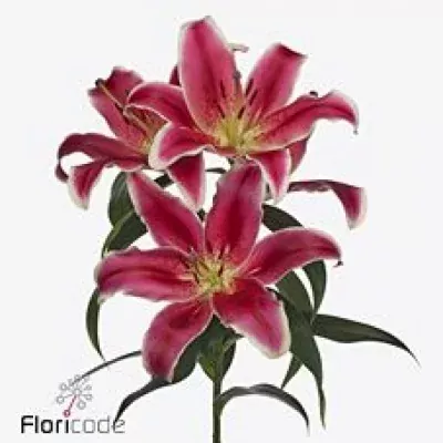 Lilie OT YASMINE 95cm/4+