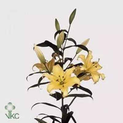 Lilie OT YELLOWEEN 100cm/4+