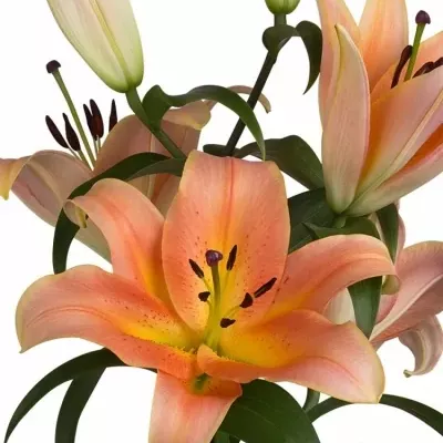 Lilie OT ZELMIRA 90cm/5+