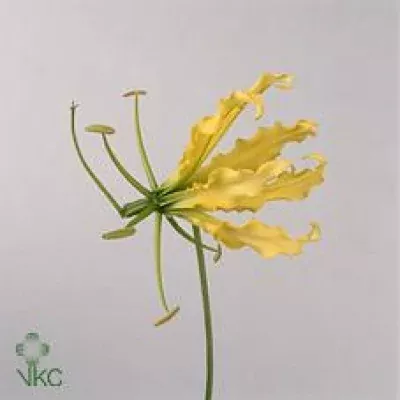 Lilie popínavá LUTEA 20cm