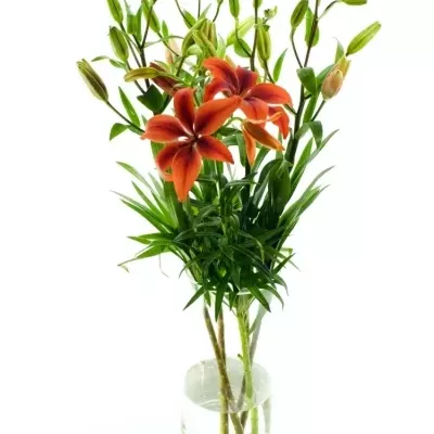 Lilie AZ BLACK OUT 90cm/6+