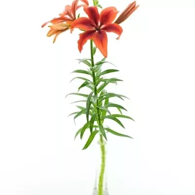 Lilie AZ BLACK OUT 90cm/6+