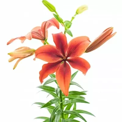 Lilie AZ BLACK OUT 90cm/6+