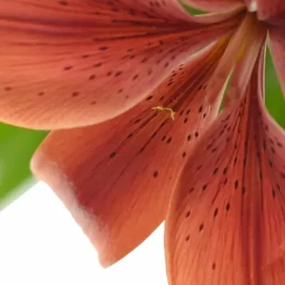 Lilie AZ BLACK OUT 90cm/6+