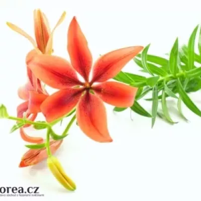 Lilie AZ BLACK OUT 90cm/6+