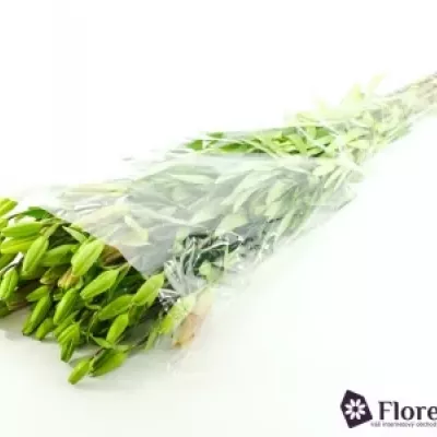 Lilie AZ BLACK OUT 90cm/6+