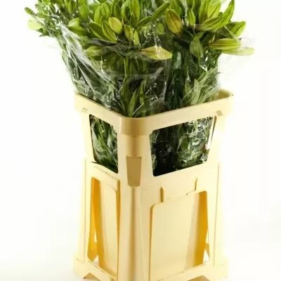 Lilie AZ BLACK OUT 90cm/6+