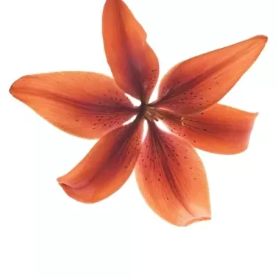 Lilie AZ BLACK OUT 90cm/6+