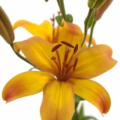 Lilie AZ GIRAFFE 100cm/6+