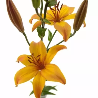 Lilie AZ GIRAFFE 100cm/6+