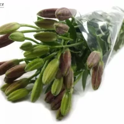 LILIUM AZ SOLFARINO
