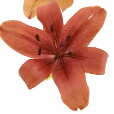 LILIUM AZ SOLFARINO