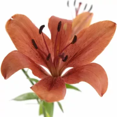 LILIUM AZ SOLFARINO