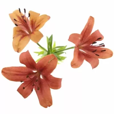 LILIUM AZ SOLFARINO