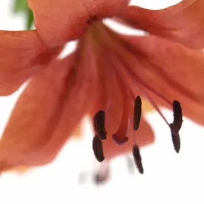 LILIUM AZ SOLFARINO