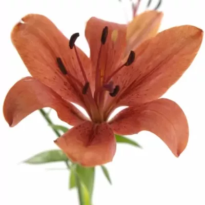 LILIUM AZ SOLFARINO