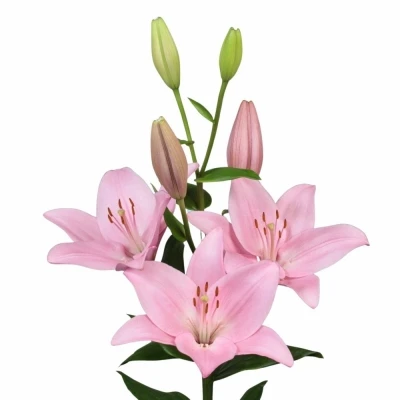 Lilie LA ALBUFEIRA 90 cm / 4+