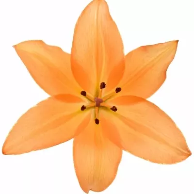 Lilie LA AMIGA 90cm/5+