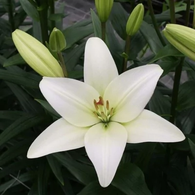 LILIUM LA BACH