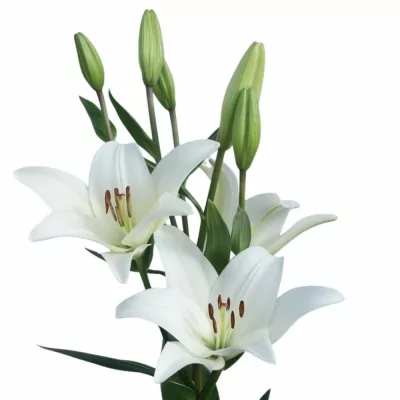 Lilium LA BACH