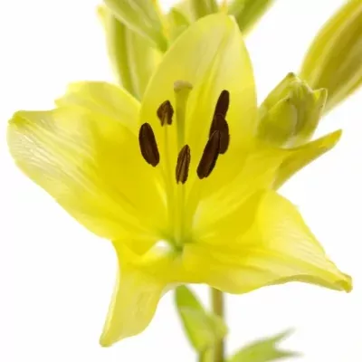 Lilie LA EL DIVO 70cm/5+