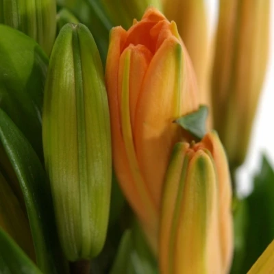 LILIUM LA HONESTY