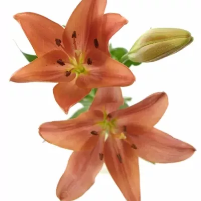 LILIUM LA LAKSMI 