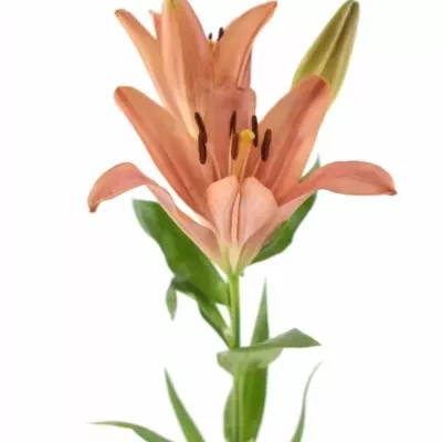 LILIUM LA LAKSMI 