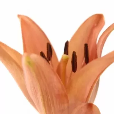 LILIUM LA LAKSMI 