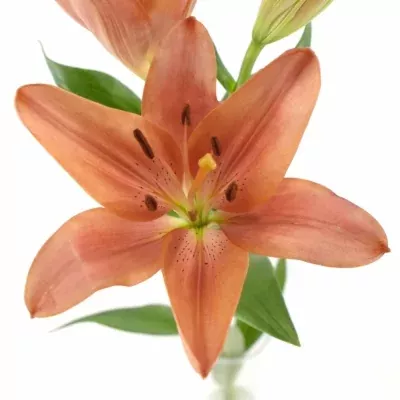 LILIUM LA LAKSMI 