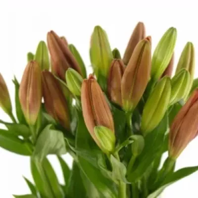 LILIUM LA LAKSMI 