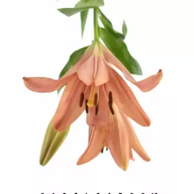 LILIUM LA LAKSMI 