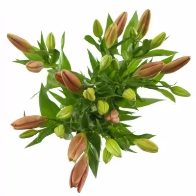 LILIUM LA LAKSMI 