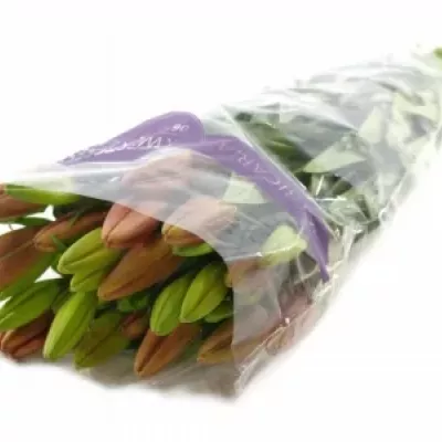 LILIUM LA LAKSMI 