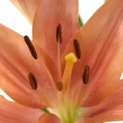 LILIUM LA LAKSMI 