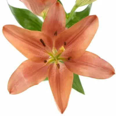 LILIUM LA LAKSMI 